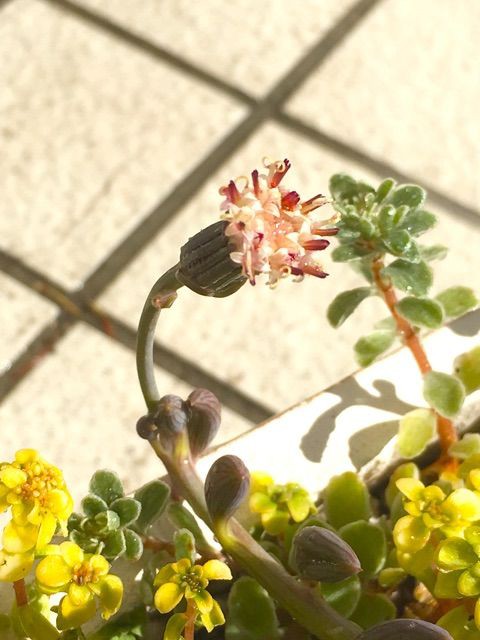 あのお花の匂いは Succulent