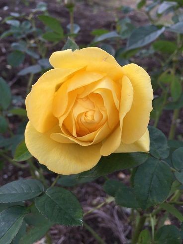 ローズソフトのかのやばら園 鹿児島神社巡りと美味しいもの