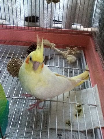 蘭丸 おもちゃと闘う オカメインコのかぐらの日常 蘭丸も仲間入り