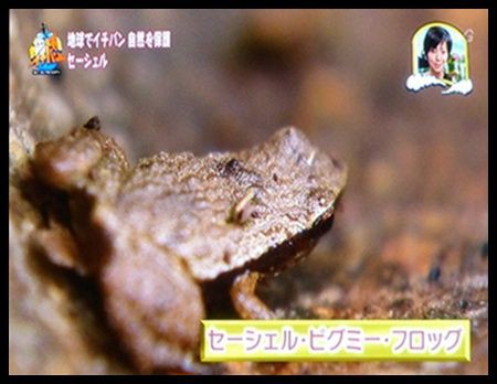 世界でイチバン小さなカエル かぐやひめのぼちぼちいこか日記