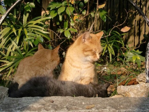伊勢神宮のおかげ横丁の猫 日本の神社やお寺 宗教