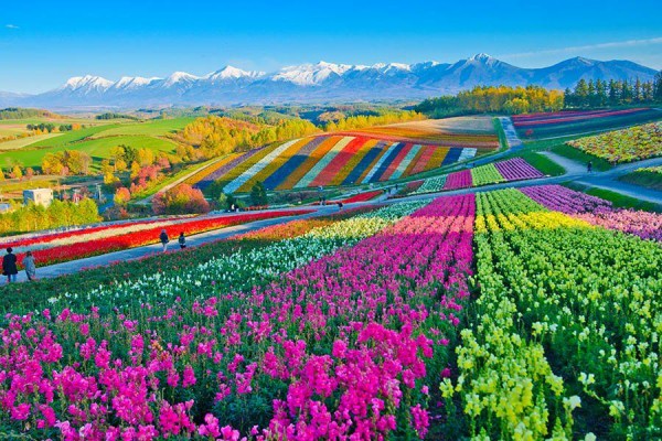 まるでジブリの世界 北海道の花畑が美しいと話題に 海外の反応 翻訳ちゃんねる 海外の反応まとめブログ