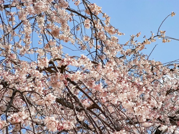 春爛漫 京都のしだれ桜満開に 思わず見とれてしまう とても美しい 京都 日本よ永遠に 海外の反応 翻訳ちゃんねる 海外の反応 まとめブログ