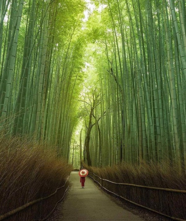 普段は激込みのはず 京都の嵐山公園の竹林が海外から注目 海外の反応 翻訳ちゃんねる 海外の反応まとめブログ
