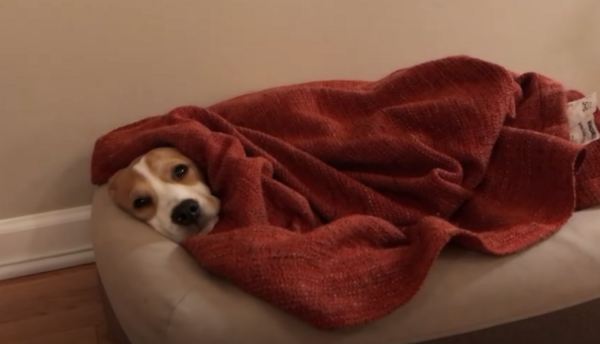 Youtubeで大人気のビーグル犬 オリバーの可愛かったシーン集 をご紹介 海外の反応 翻訳ちゃんねる 海外の反応まとめブログ