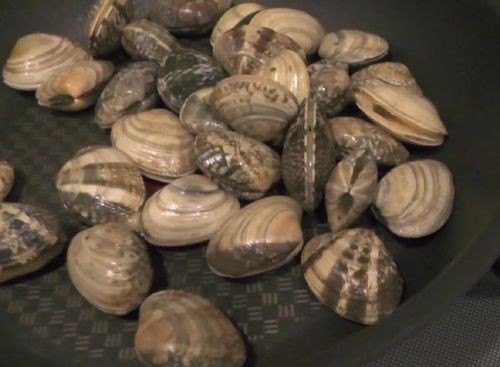 日本でアサリを買ったら なんかすっごく元気だったんだけど 海外の反応 海外の反応プリーズ