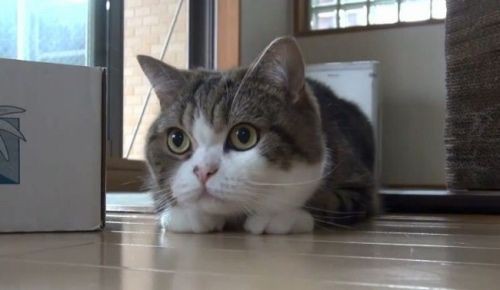 誕生日おめでとう 6歳になった日本の大人気猫まるちゃん 海外の反応 海外の反応プリーズ