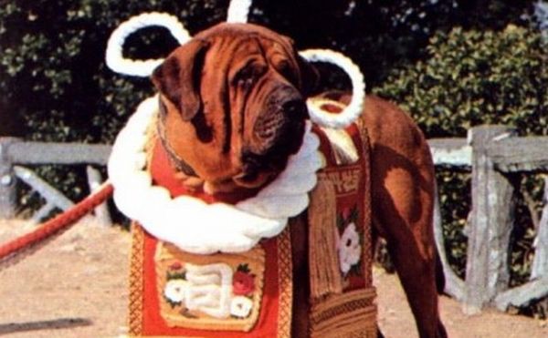 韓国人 土佐犬という日本の闘犬について調べてみよう カイカイ反応通信