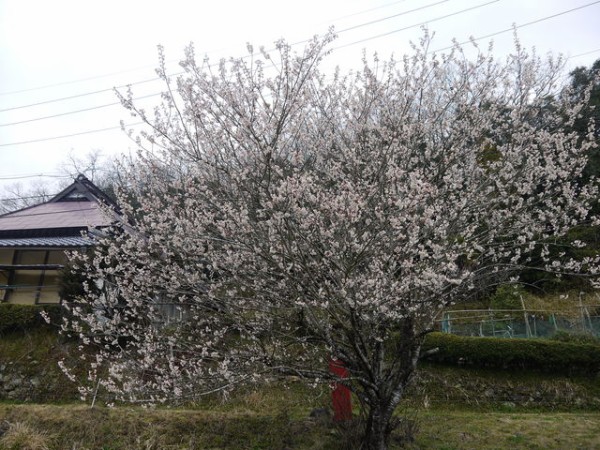 サクランボの花 海田の四季