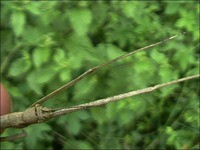 虫日記2000年9月前半 : ＜よたか堂＞カイズケンのブログ