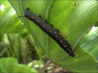 虫日記00年９月前半 よたか堂 カイズケンのブログ