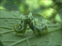 虫日記2000年9月前半 : ＜よたか堂＞カイズケンのブログ