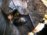 虫日記2000年9月前半 : ＜よたか堂＞カイズケンのブログ