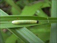虫日記2000年9月前半 : ＜よたか堂＞カイズケンのブログ