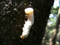虫日記2000年9月前半 : ＜よたか堂＞カイズケンのブログ