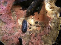 虫日記2000年9月前半 : ＜よたか堂＞カイズケンのブログ