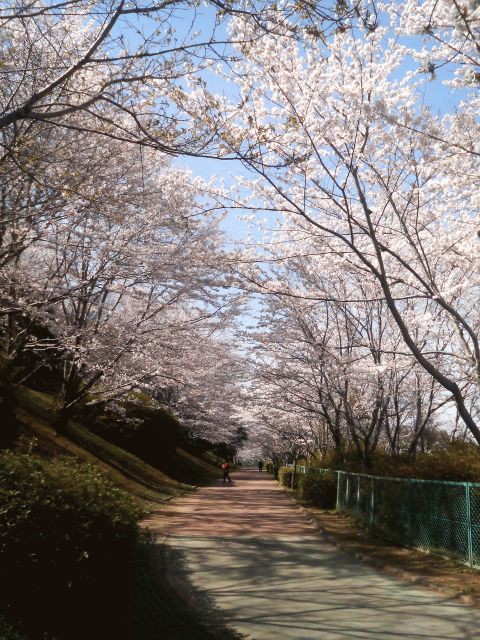 桜の時 Aiko かじやんのヒット曲 チャートレビュー