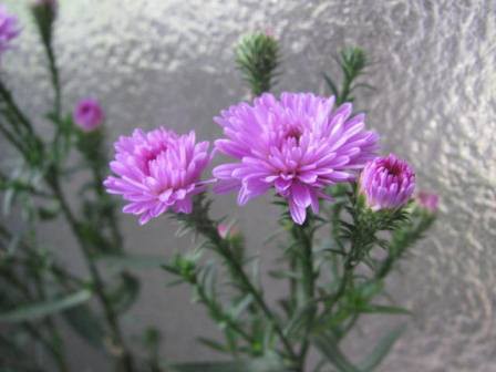 心惹かれるピンクの クジャクアスター 四季おりおりの庭