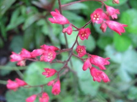 すべての花の画像 100 Epic Bestヒューケラ 花言葉