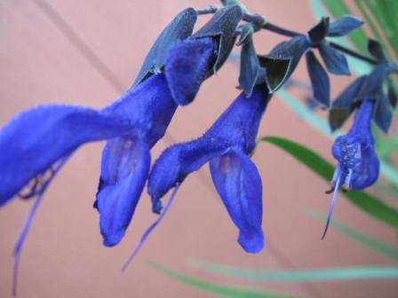 メドーセージ キツイ匂いは 誰のため 四季おりおりの庭