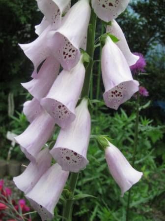 ジキタリス 薬にも 毒にもなる花 四季おりおりの庭