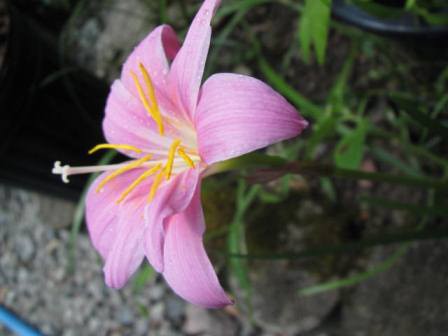 雨のあと可愛く咲く ハブランサス 四季おりおりの庭