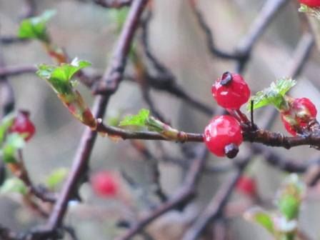 サンザシ の赤い実 四季おりおりの庭