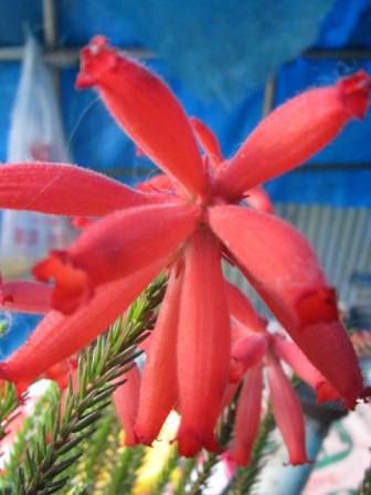 炎の様な花 ファイヤーヒース 別名 エリカ セリントイデス 四季おりおりの庭