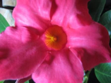 真紅の花 サンパラソル 四季おりおりの庭