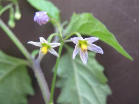 花言葉 こわいよ アメリカイヌホオズキ 四季おりおりの庭