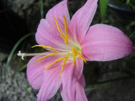 雨のあと可愛く咲く ハブランサス 四季おりおりの庭