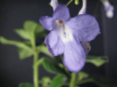 首のなが い 涼しげな ストレプトカーパス 四季おりおりの庭