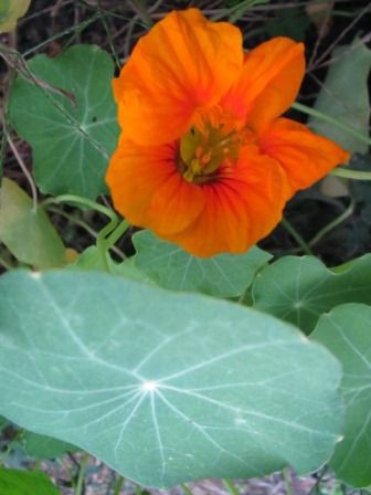 食べてオイシイ キンレンカ 四季おりおりの庭