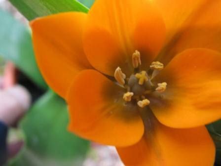 キイロの花 鮮やか オーニソガラム ダビウム 四季おりおりの庭