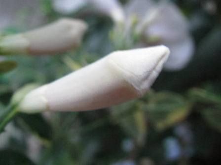 パンドレア この夏 涼しく行こう 四季おりおりの庭