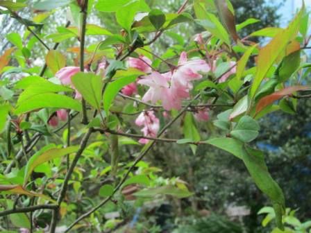 ハナカイドウ ステキなピンクの花 四季おりおりの庭