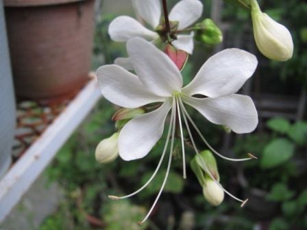 覚えるの大変 難しい名前の花は 四季おりおりの庭