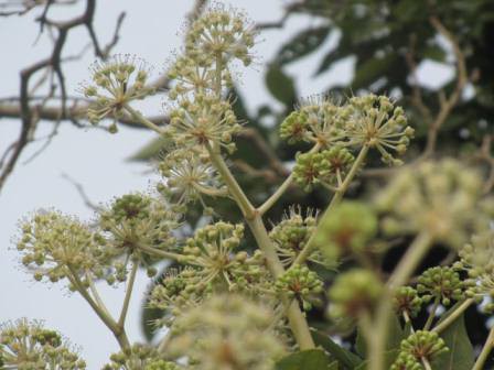 今年も元気に 虫呼ぶ ヤツデ の白い花 四季おりおりの庭