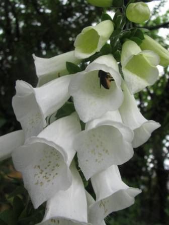 ジキタリス 薬にも 毒にもなる花 四季おりおりの庭