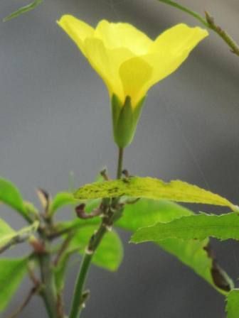 目が覚めるようなキイロの 雲南月光花 四季おりおりの庭