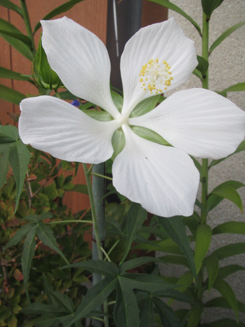 白花モミジアオイ やっと咲く 四季おりおりの庭