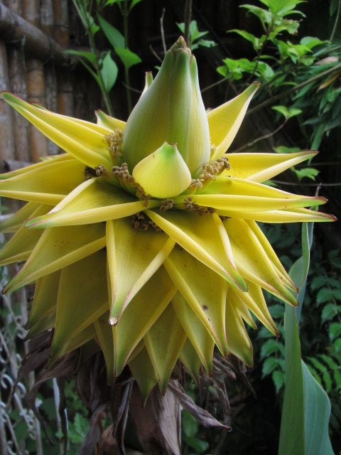 スゴイぞ スゴイぞ チュウキンレンカ 四季おりおりの庭