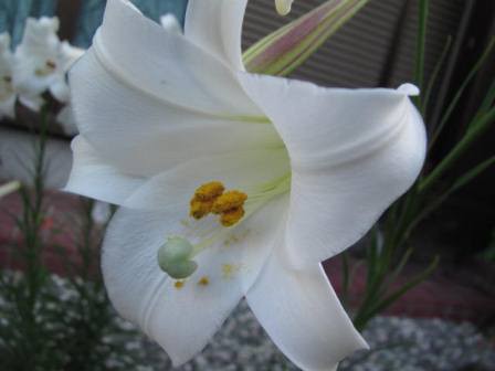 ユリの最後を飾る タカサゴユリ 四季おりおりの庭