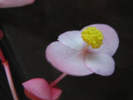 シュウカイドウ ヨウラクソウ とも言う 秋の花 四季おりおりの庭