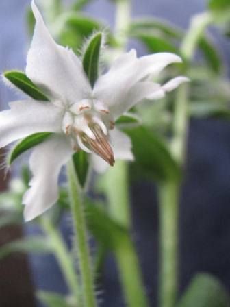 ホワイト ボリジ 参上 四季おりおりの庭