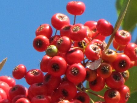 真っ赤な 真っ赤な ピラカンサス 四季おりおりの庭