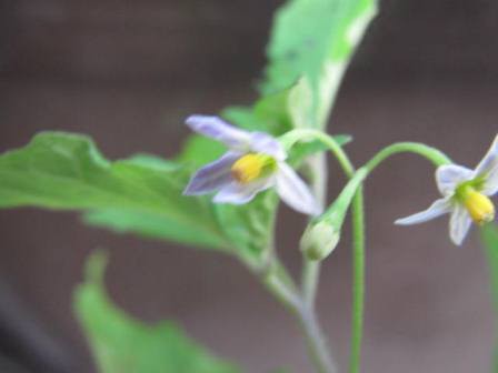 花言葉 こわいよ アメリカイヌホオズキ 四季おりおりの庭