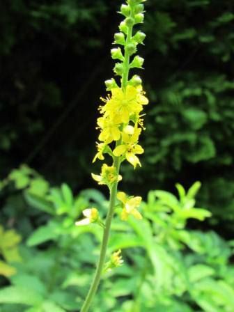 金色に輝く キンミズヒキ 四季おりおりの庭