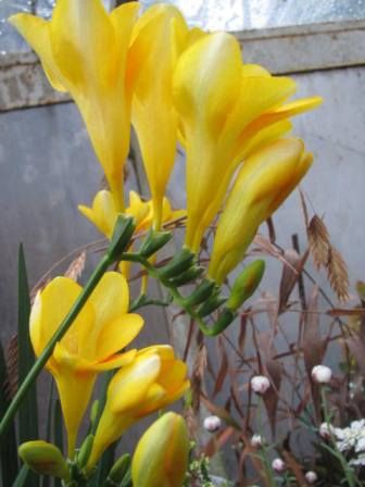 いい香り フリージア の花 四季おりおりの庭