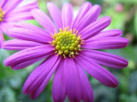 輝く紫紅色の ブラキカム マジェンタピンク 四季おりおりの庭